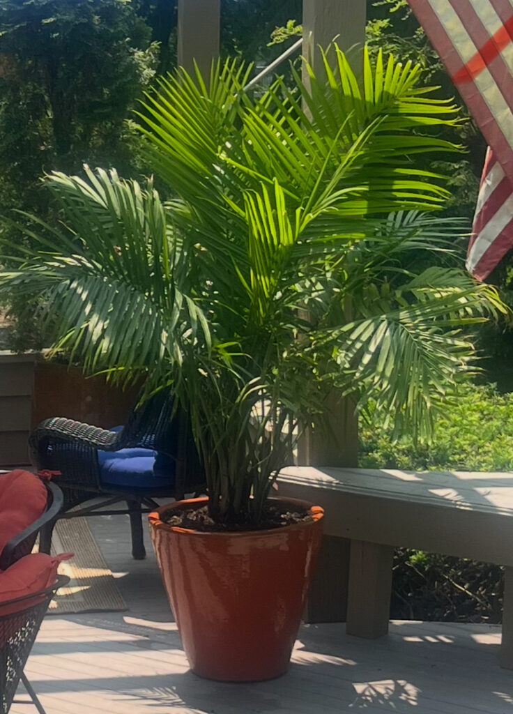 IMG_2188 - Flores Landscapes Tropical landscape design with exotic plants thriving in Central Ohio summer