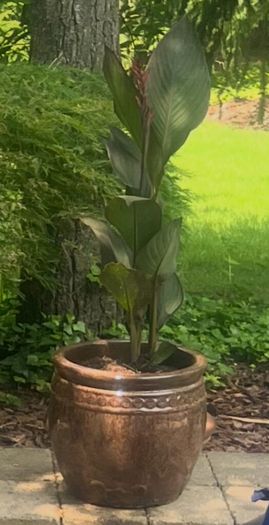 IMG_2191 - Flores Landscapes Statement tropical plant centerpiece in a luxury outdoor living space