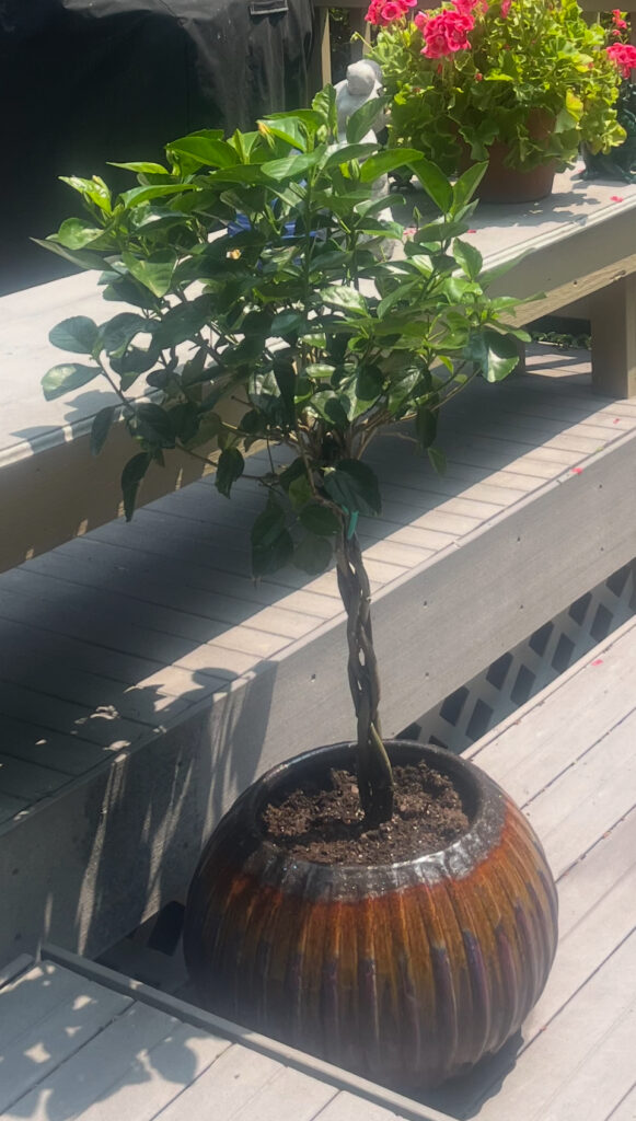 IMG_2192 - Flores Landscapes Lush tropical plants installed in a Central Ohio backyard for a resort-style look