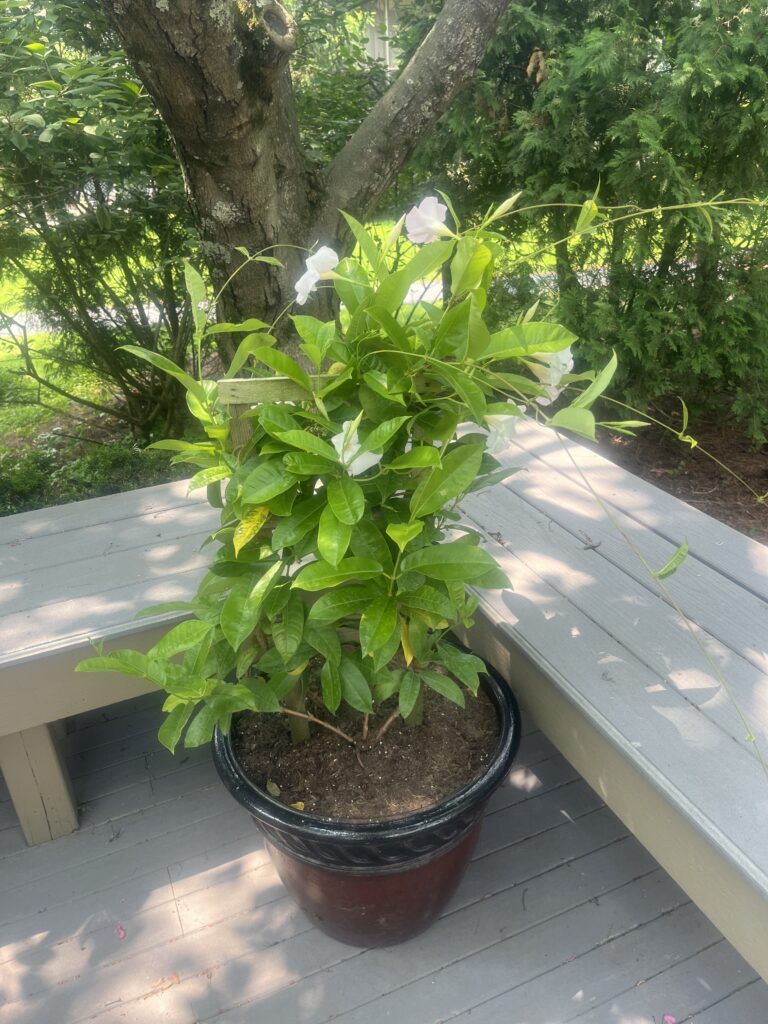 IMG_2958 - Flores Landscapes Tropical landscape design with exotic plants on a paver edge in Central Ohio