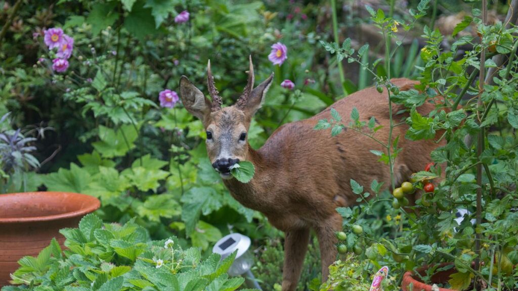 why deer are eating central ohio gardens